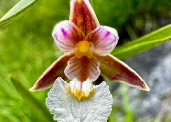 Imagen de la orquídea de los pantanos