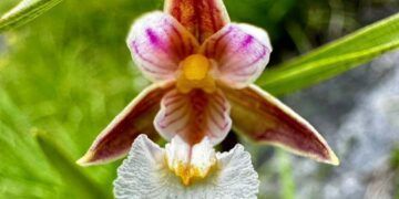 Imagen de la orquídea de los pantanos