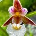 Imagen de la orquídea de los pantanos