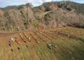 Cabarceno se reforestaran con 1.500 arboles
