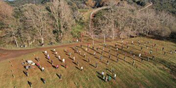 Cabarceno se reforestaran con 1.500 arboles