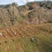 Cabarceno se reforestaran con 1.500 arboles