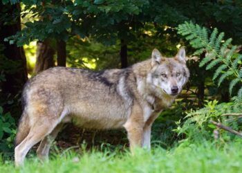 La presencia del lobo en cantabria supone el pago por servicios ambientales
