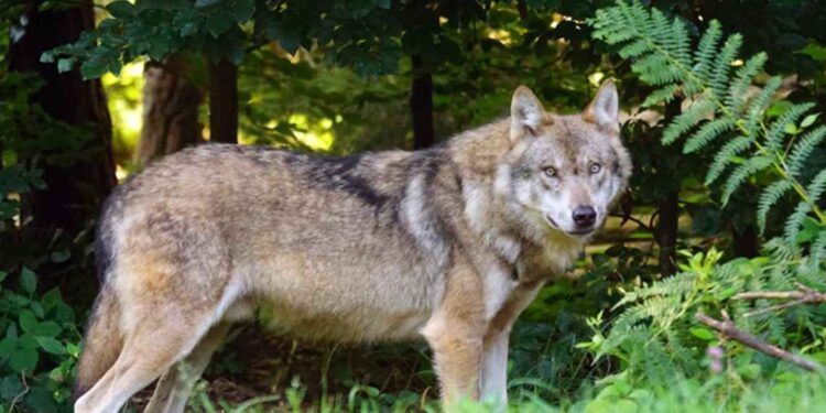 La presencia del lobo en cantabria supone el pago por servicios ambientales
