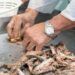 Ayudas a empresas de productos de pesca y acuicultura