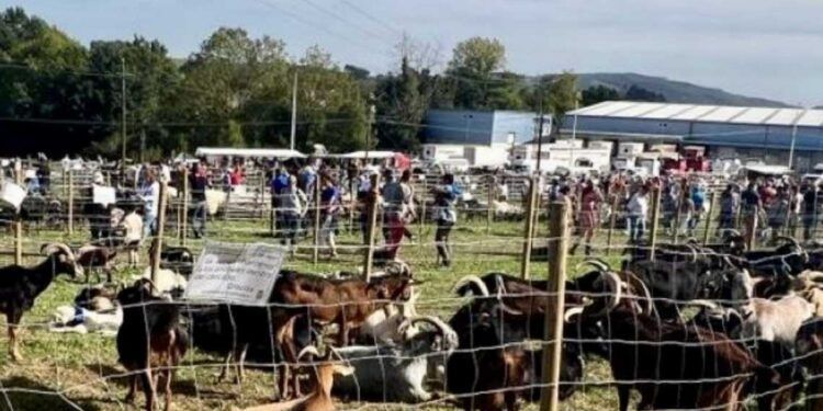 Nuevas fiestas de interés de la comunidad de Cantabria