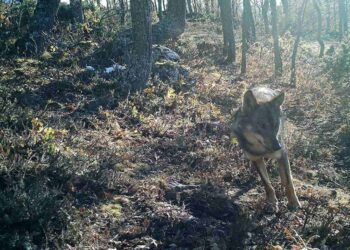 censo del lobo en Cantabria
