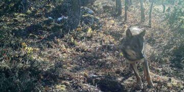censo del lobo en Cantabria