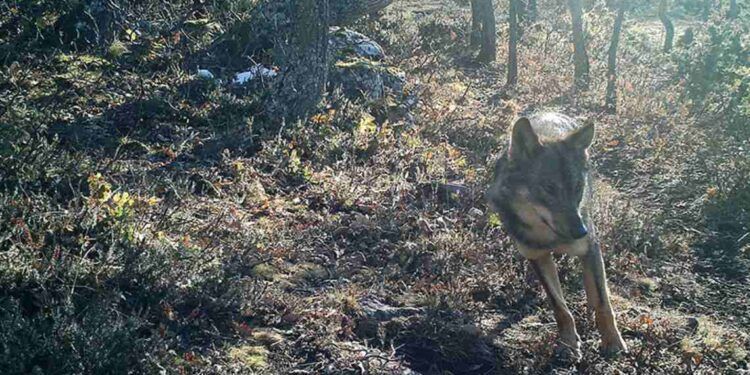 censo del lobo en Cantabria