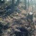 censo del lobo en Cantabria