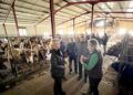 Ganaderia Val del Mazo donde se promueve el relevo generacional