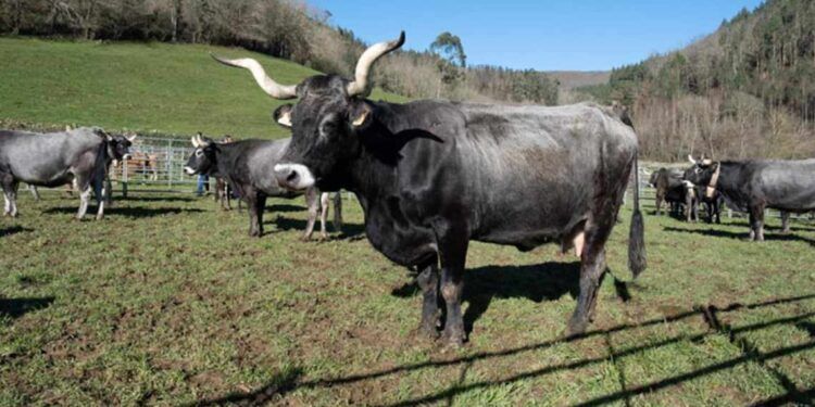 Ayudas Ganaderas