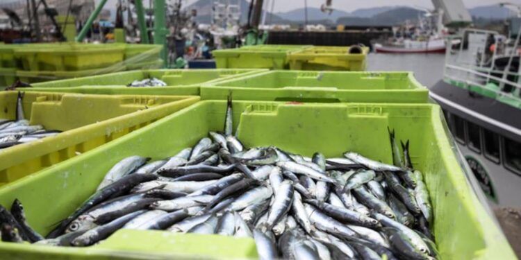 Cantabria impulsa inversiones en cofradías de pescadores con ayudas