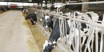 producción sostenible de leche de vaca