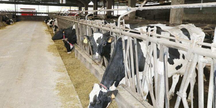 producción sostenible de leche de vaca