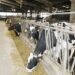 producción sostenible de leche de vaca