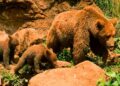 Parque de la Naturaleza de Cabárceno