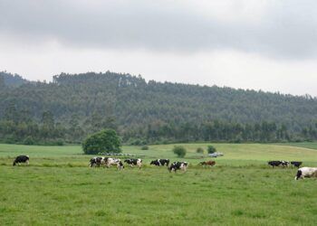 Ayudas sector ganadero