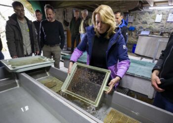 Alevines criados en Soba impulsan la biodiversidad fluvial