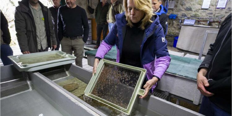 Alevines criados en Soba impulsan la biodiversidad fluvial