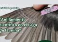 anillamiento científico de aves