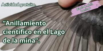anillamiento científico de aves