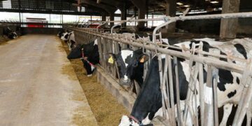 Cantabria convoca ayudas al sector lechero