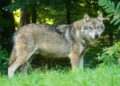 extracciones de ejemplares de lobo