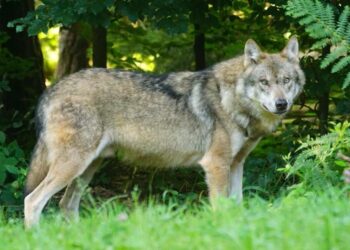 extracciones de ejemplares de lobo