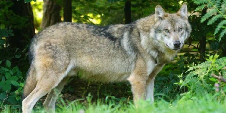 extracciones de ejemplares de lobo