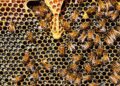 ayudas para mejorar la producción y comercialización de la miel