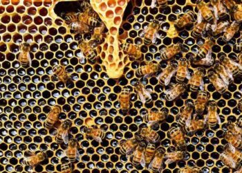 ayudas para mejorar la producción y comercialización de la miel