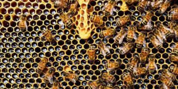 ayudas para mejorar la producción y comercialización de la miel
