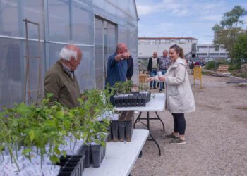 Plantas de tomate