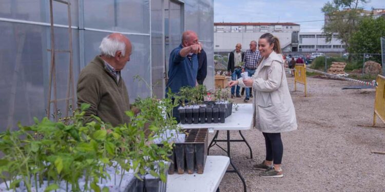 Plantas de tomate