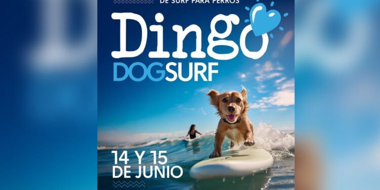 DingoDog Surf acoge el europeo de surf canino en Cantabria