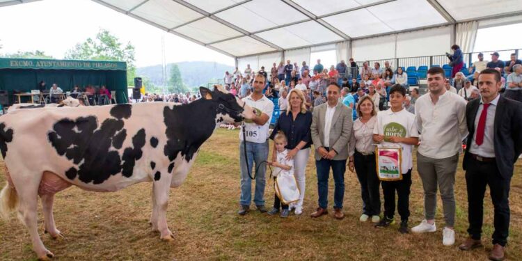 Concurso de ganado vacuno frisón en Renedo