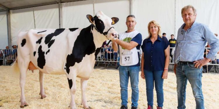 XXXVII Concurso Exposición de Ganado Vacuno Frisón San Bernabé