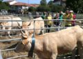 Concurso Raza Pirenaica Cantabria