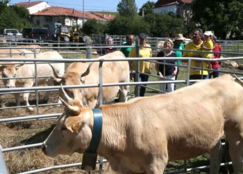 Concurso Raza Pirenaica Cantabria