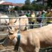 Concurso Raza Pirenaica Cantabria