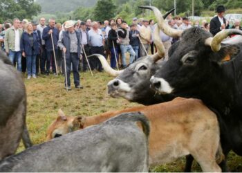 Liérganes feria ganadera