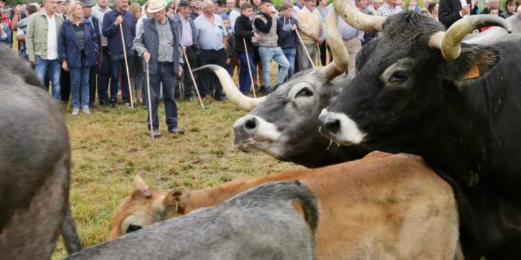 Liérganes feria ganadera