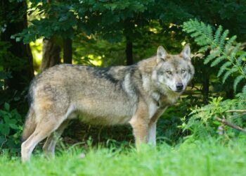 Lobo en Cantabria