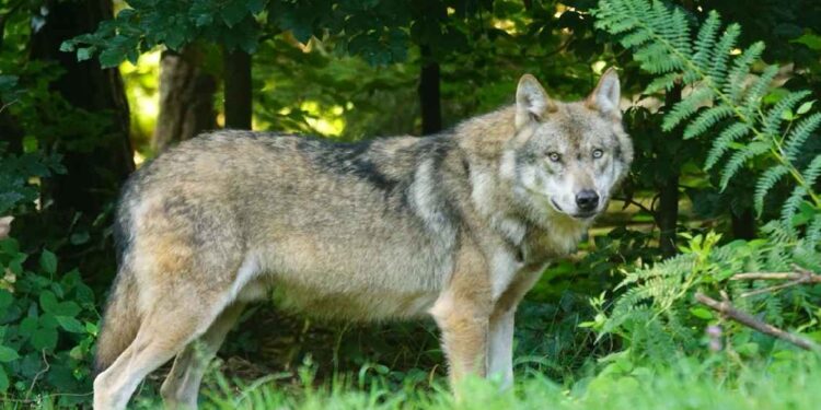 Lobo en Cantabria