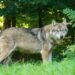 Lobo en Cantabria
