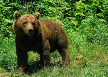 Oso Pardo