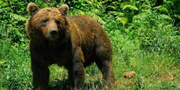 Oso Pardo