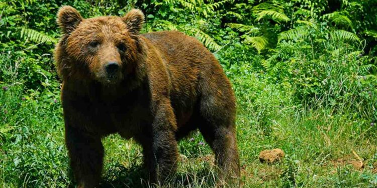 Oso Pardo