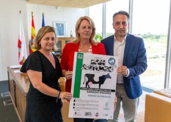 exposición de ganado vacuno frisón